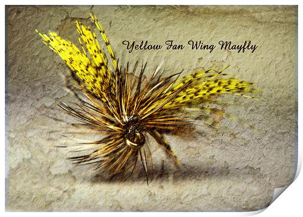 Yellow Fan Wing Mayfly Print by Doug McRae