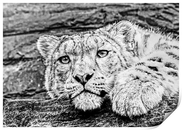 Snow leopard Print by Doug McRae