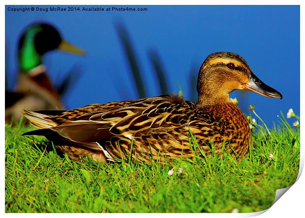 mallard Print by Doug McRae