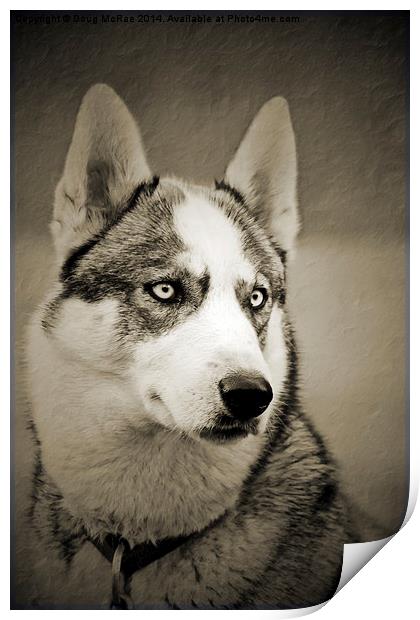  Siberian Husky 2 Print by Doug McRae