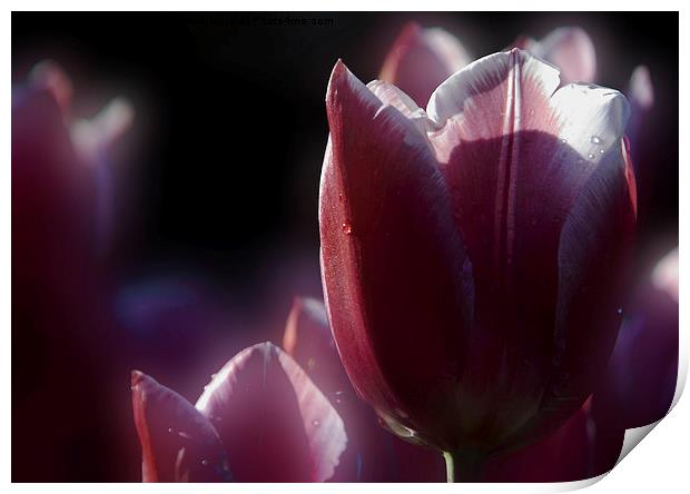  tulip Print by Doug McRae