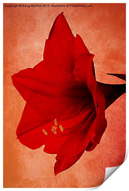  Red  Amaryllis   Print by Doug McRae