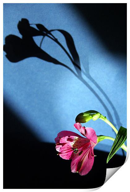 flower and light Print by Doug McRae