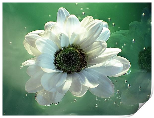 White Chrysanthemum in reflection Print by Doug McRae