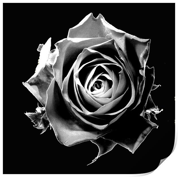Black rose Print by Doug McRae