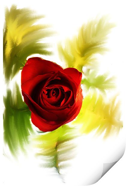 Red Rose Print by Doug McRae