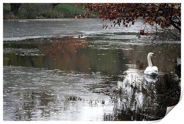 Swan Print by Doug McRae