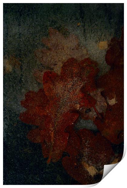 Frozen oak leafs Print by Doug McRae