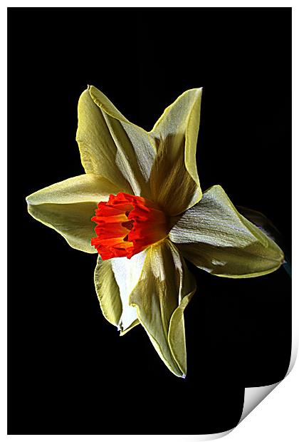 Daffodil head Print by Doug McRae