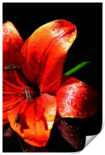 Red lilly Print by Doug McRae