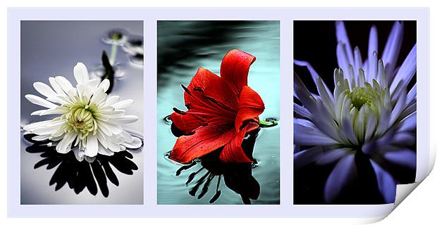 Triptych of flowers Print by Doug McRae