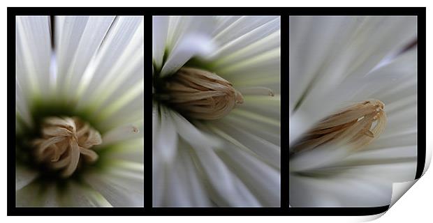 Chrysanthemum triptych Print by Doug McRae