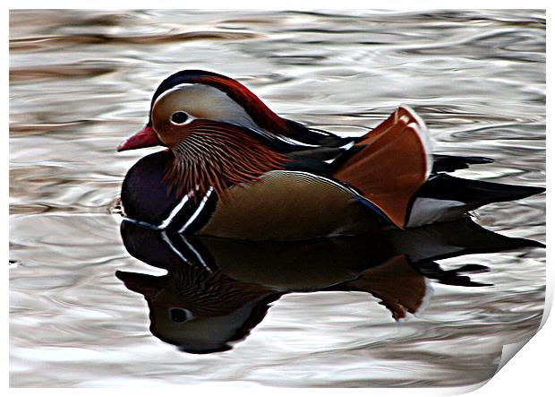 Mandarin Duck Print by Doug McRae