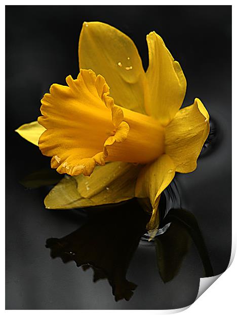 Daffodil Print by Doug McRae