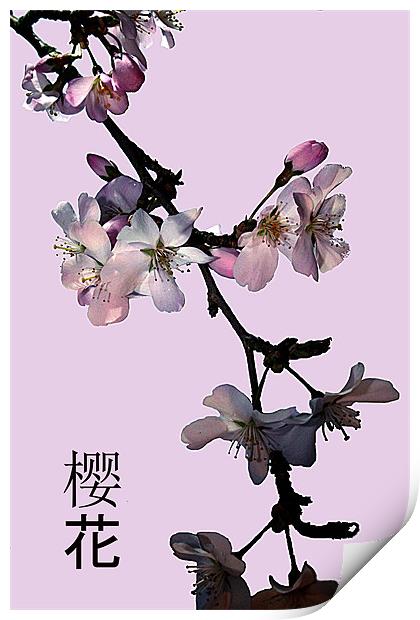 Cherry blosson Print by Doug McRae