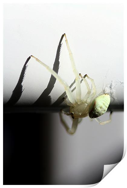 White crab spider Print by Doug McRae