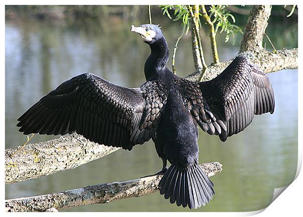 Cormorant Print by Doug McRae