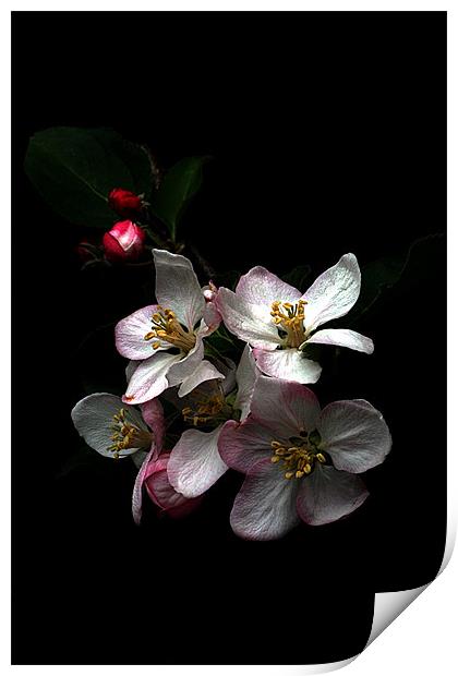 Apple blossom Print by Doug McRae
