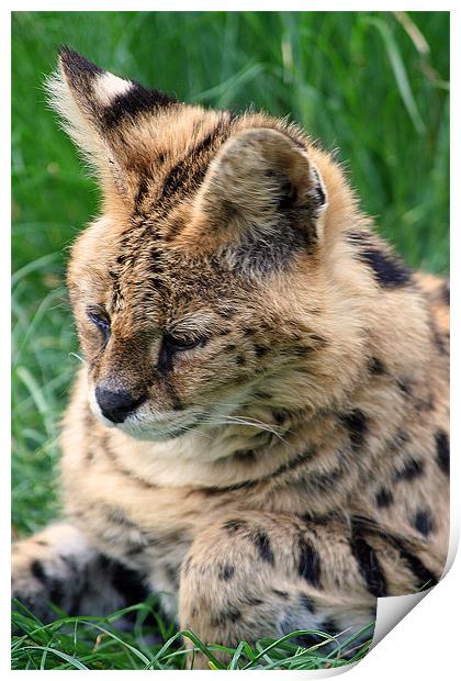 Serval Print by Doug McRae