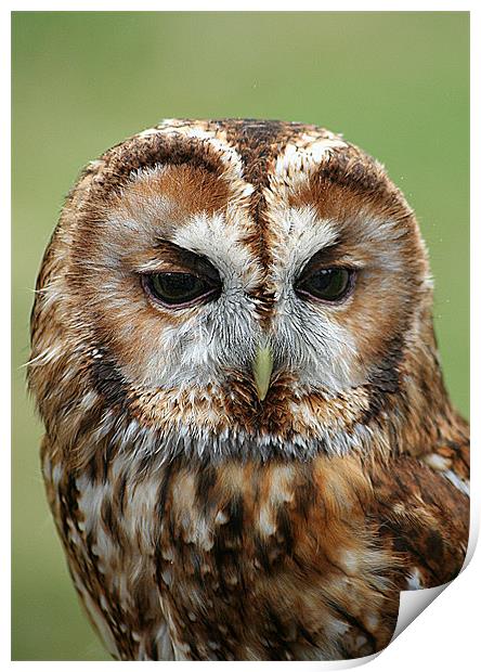 Tawny Owl Print by Doug McRae