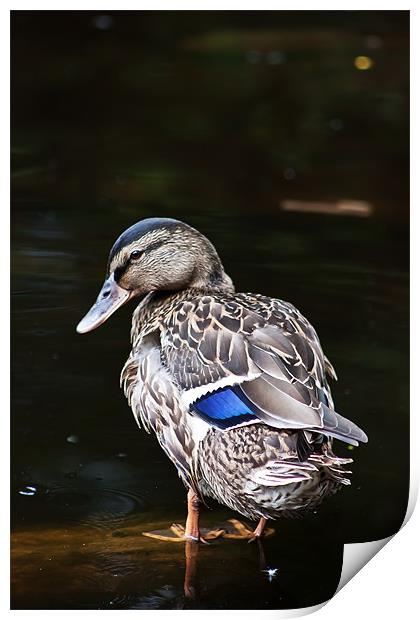 Blue-winged Teal Print by Doug McRae