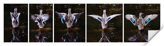 Blue-winged Teal diptych Print by Doug McRae