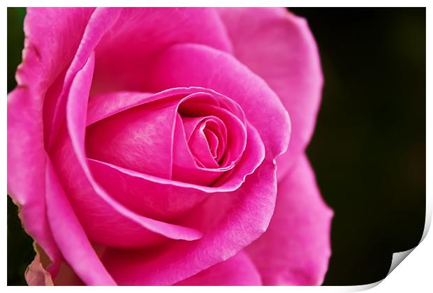 Rose (rosa) Print by Doug McRae