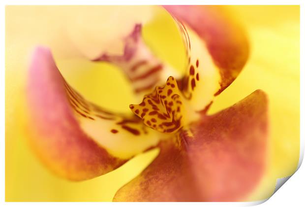 Phalaenopsis - Orchid Print by Sandi-Cockayne ADPS