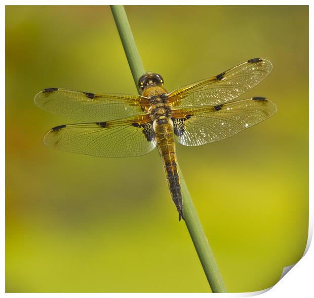 Four Spotted Chaser Print by Sandi-Cockayne ADPS