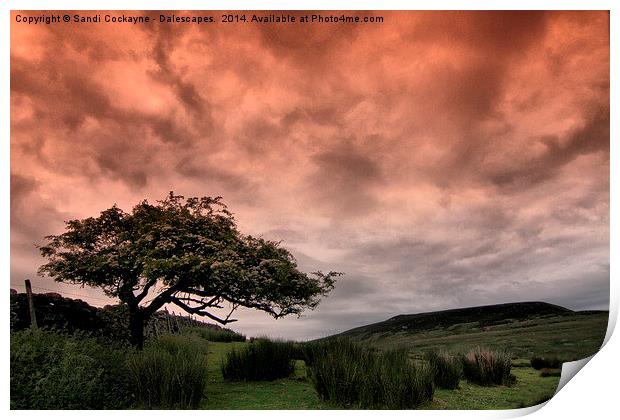  Hawthorn and Drama In The Sky Print by Sandi-Cockayne ADPS