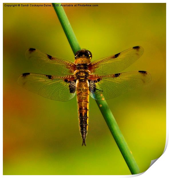 Four Spotted Chaser Dragonfly Print by Sandi-Cockayne ADPS