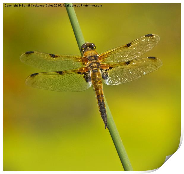 Four Spotted Chaser Dragonfly II Print by Sandi-Cockayne ADPS