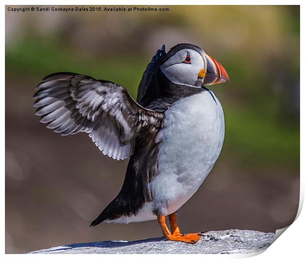  Puffin In A Flap Print by Sandi-Cockayne ADPS