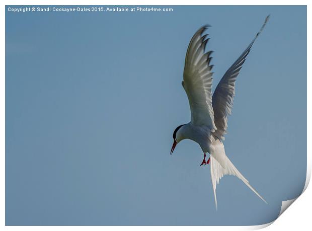  In Flight Arctic Tern Print by Sandi-Cockayne ADPS
