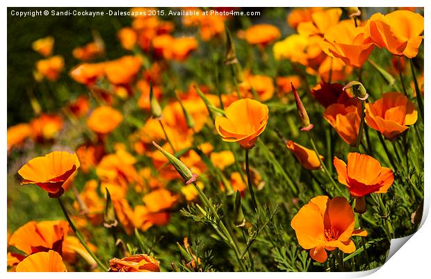  California Poppies - Orange Wave! Print by Sandi-Cockayne ADPS