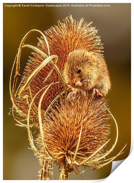  Harvest Mouse Washing Her Whiskers! Print by Sandi-Cockayne ADPS