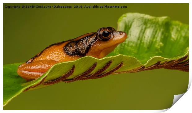 Golden Sedge Reed Frog Print by Sandi-Cockayne ADPS