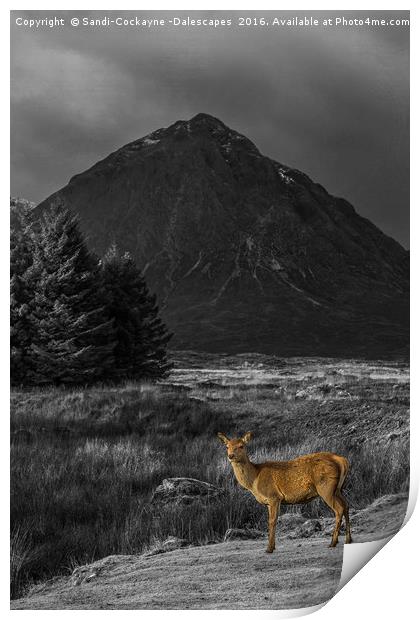 Deer Hind Selective Colour Print by Sandi-Cockayne ADPS