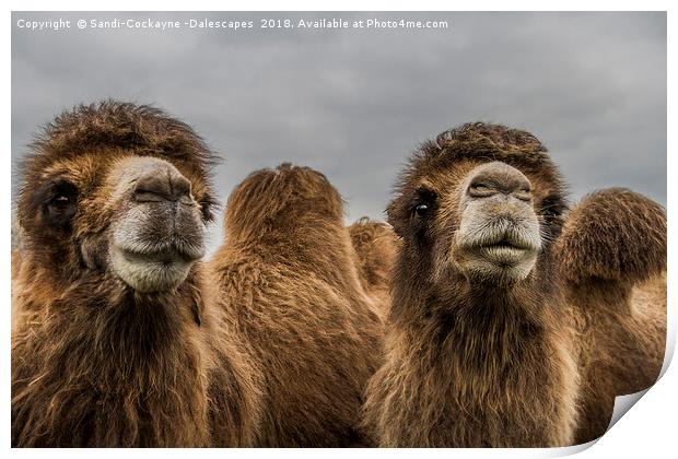 Bactrian Camels Print by Sandi-Cockayne ADPS