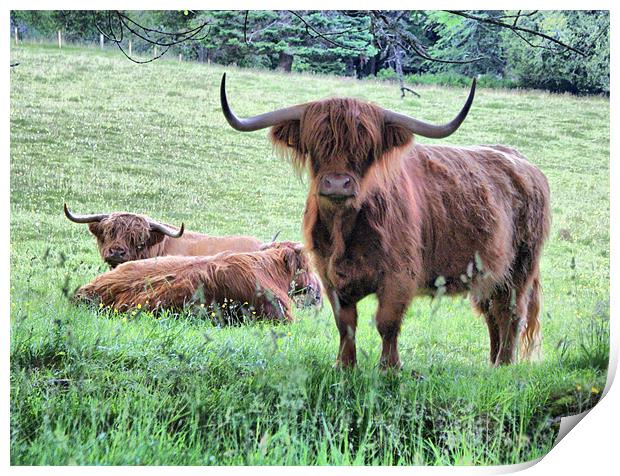 Longhorned Scottish Highland Cows Print by Sandi-Cockayne ADPS