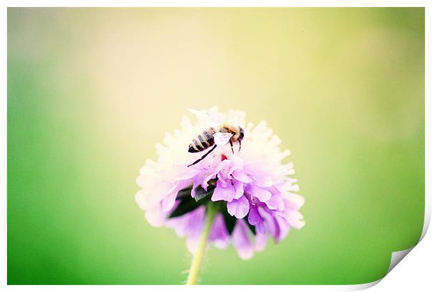 summer bee Print by piera catalano