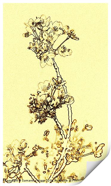 Delicate Blossom Print by Samantha Higgs