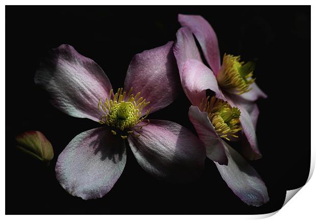 Clematis Print by Samantha Higgs