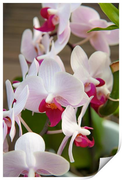 Truthful Orchid Print by Simon Friend
