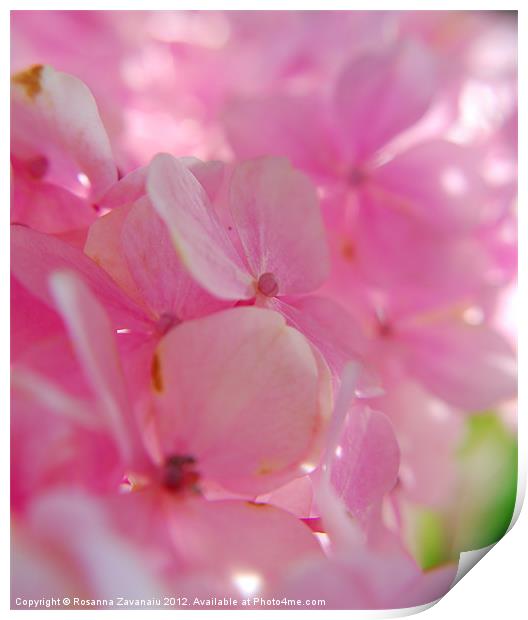 hydrangea's in spring with tiny pink petals and s Print by Rosanna Zavanaiu