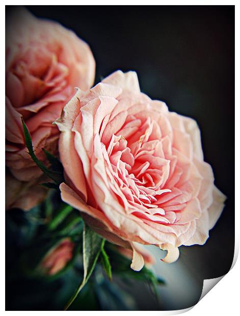 Rose romance pink florals. Print by Rosanna Zavanaiu