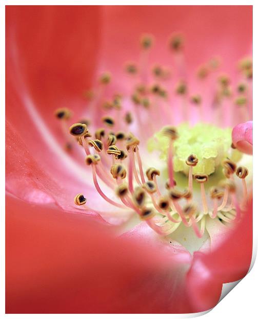 Rose Macro Centres Print by Rosanna Zavanaiu