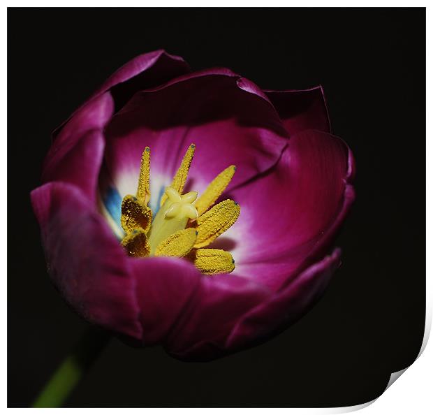Tulip stigmas stamen &pollens Print by Rosanna Zavanaiu