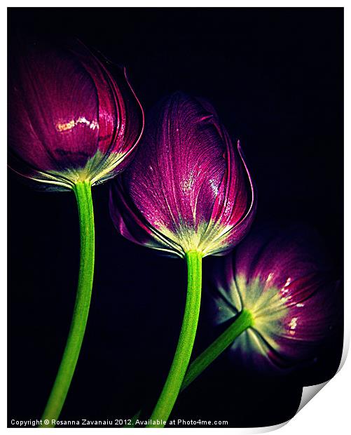 Purple Tulips Print by Rosanna Zavanaiu