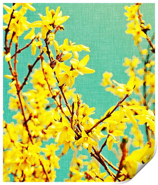 yellow blossom on a sunny spring day. Print by Rosanna Zavanaiu